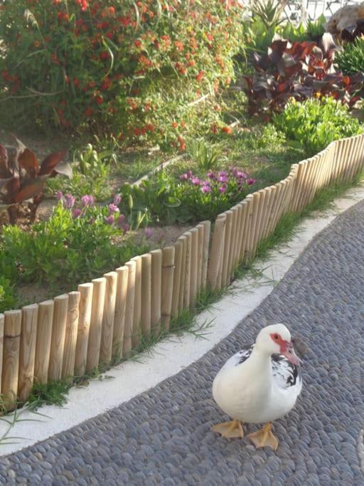 Seashell Apartment Sea View, Castle View 200Metres From The Beach Sitia  Luaran gambar